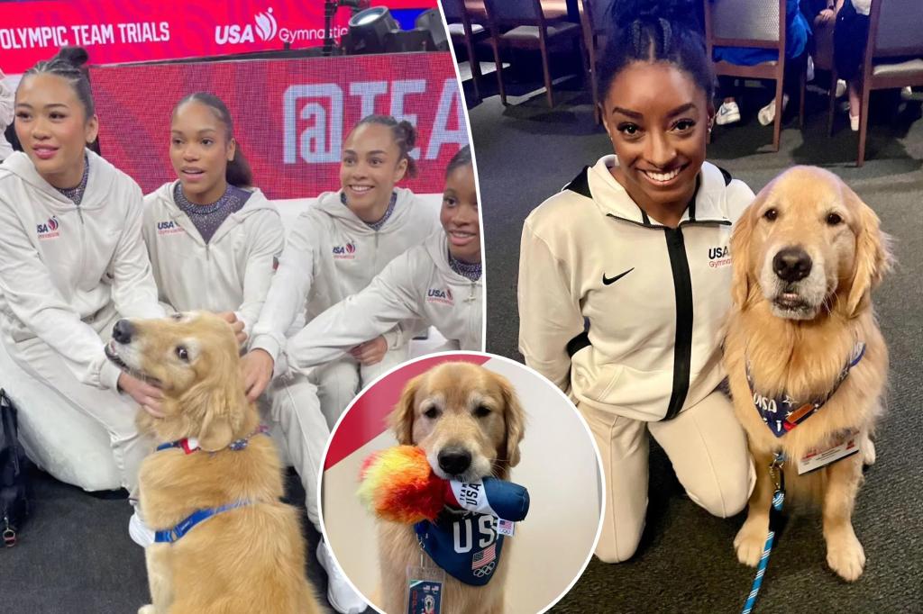 USA Gymnastics team's therapy dog ​​calms stressed Olympians